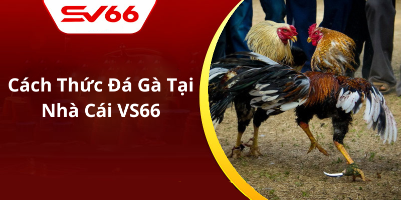 Cách Thức Đá Gà Tại Nhà Cái VS66