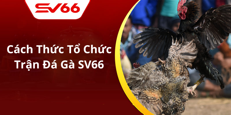 Cách Thức Tổ Chức Trận Đá Gà SV66