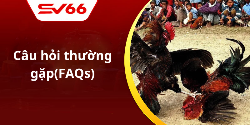 Câu hỏi thường gặp(FAQs)