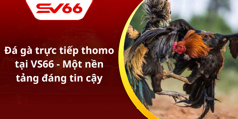 Đá gà trực tiếp thomo tại VS66 - Một nền tảng đáng tin cậy