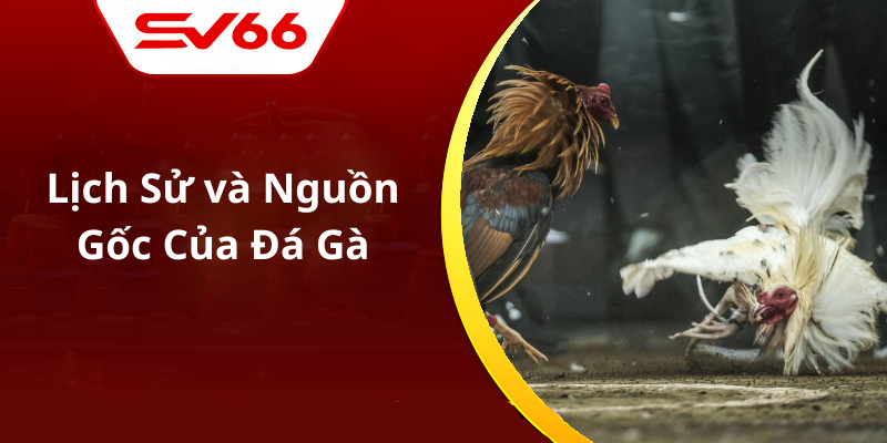 Lịch Sử và Nguồn Gốc Của Đá Gà