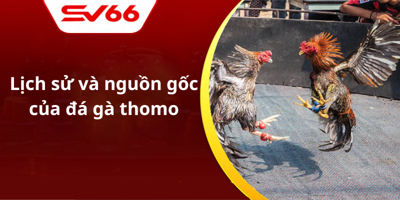 Lịch sử và nguồn gốc của đá gà thomo