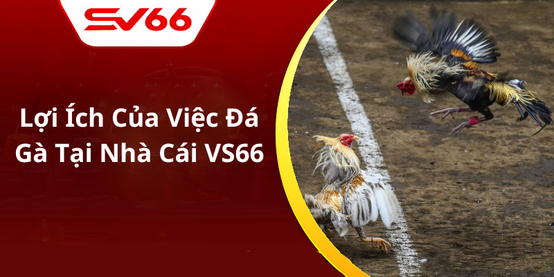 Lợi Ích Của Việc Đá Gà Tại Nhà Cái VS66