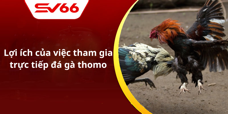 Lợi ích của việc tham gia trực tiếp đá gà thomo