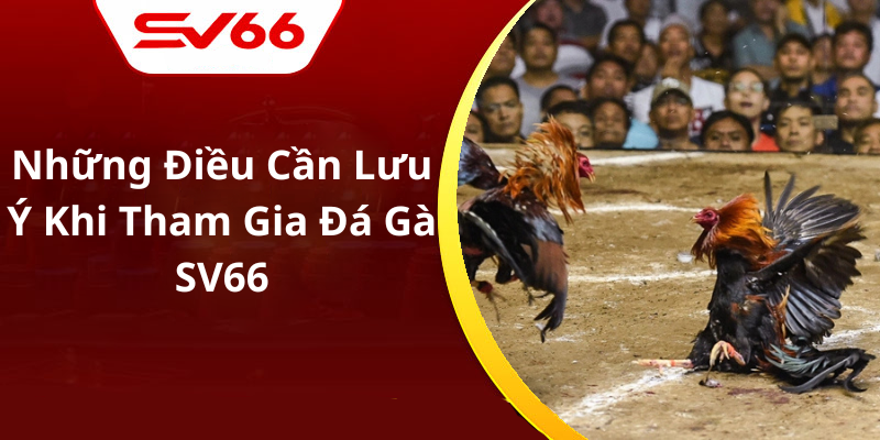 Những Điều Cần Lưu Ý Khi Tham Gia Đá Gà SV66