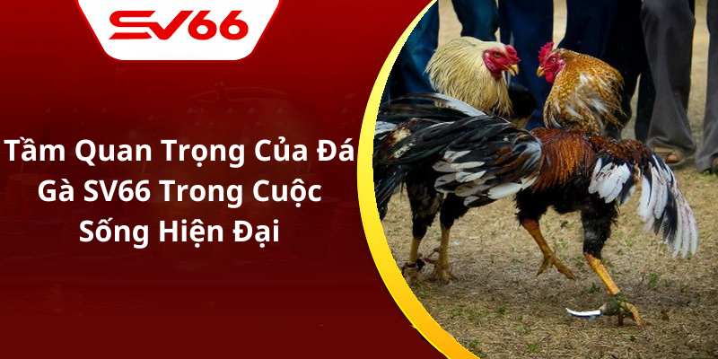 Tầm Quan Trọng Của Đá Gà SV66 Trong Cuộc Sống Hiện Đại