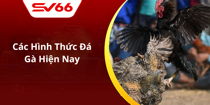 Các Hình Thức Đá Gà Hiện Nay