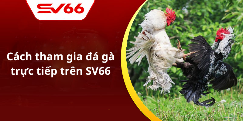 Cách tham gia đá gà trực tiếp trên SV66