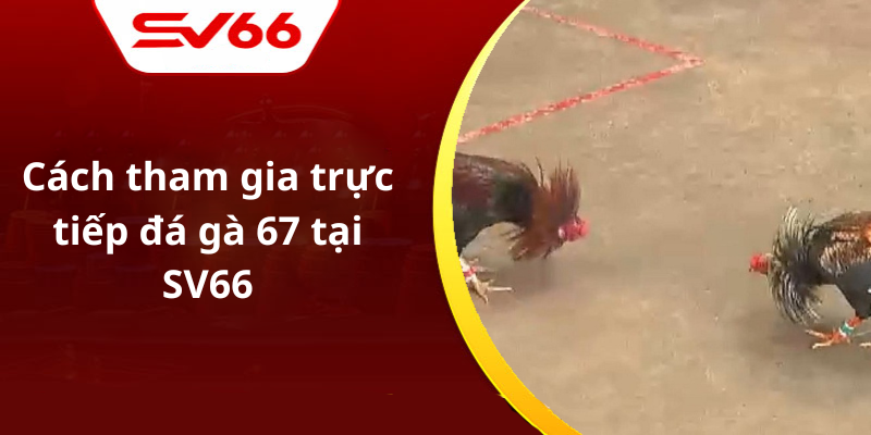 Cách tham gia trực tiếp đá gà 67 tại SV66