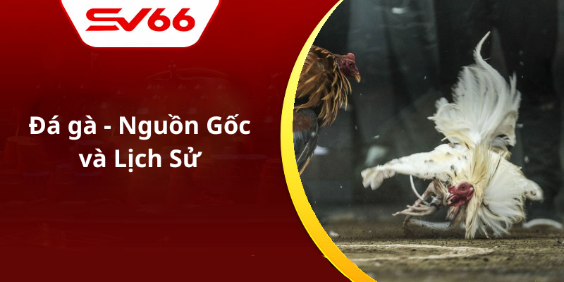 Đá gà - Nguồn Gốc và Lịch Sử