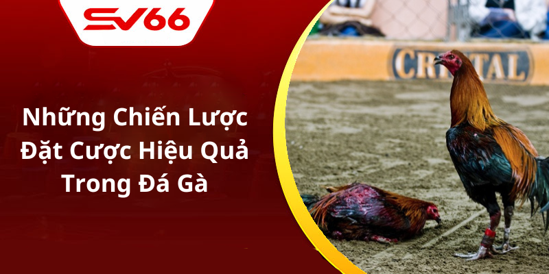 Những Chiến Lược Đặt Cược Hiệu Quả Trong Đá Gà