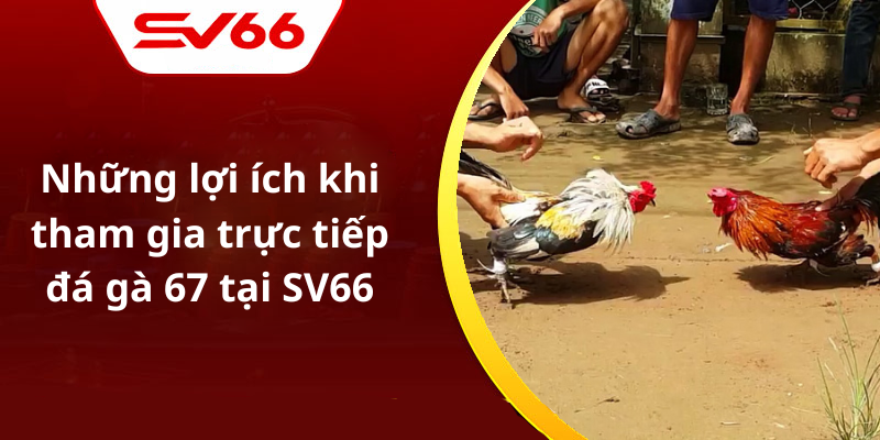 Những lợi ích khi tham gia trực tiếp đá gà 67 tại SV66