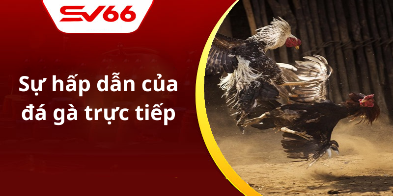 Sự hấp dẫn của đá gà trực tiếp