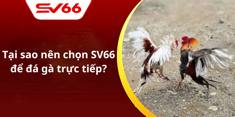 Tại sao nên chọn SV66 để đá gà trực tiếp