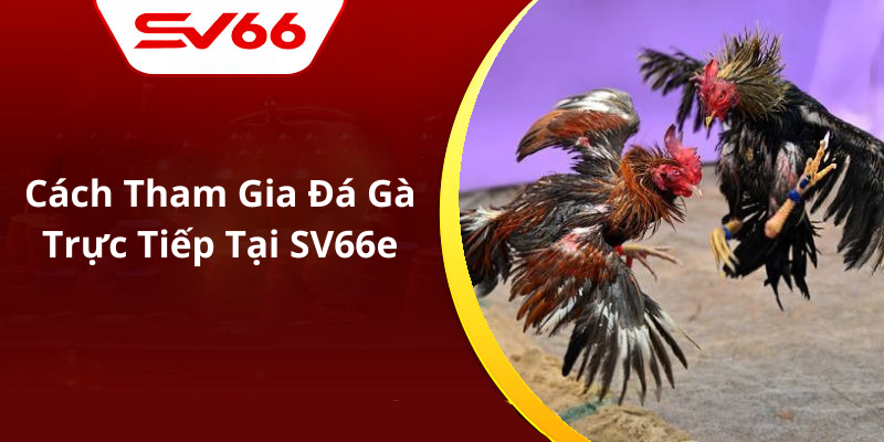 Cách Tham Gia Đá Gà Trực Tiếp Tại SV66e