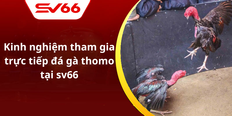 Kinh nghiệm tham gia trực tiếp đá gà thomo tại sv66