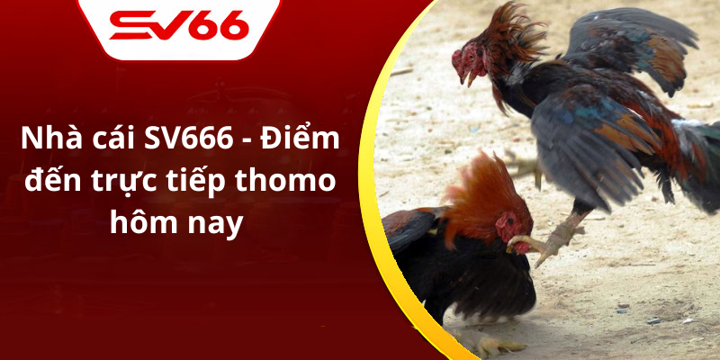 Nhà cái SV666 - Điểm đến trực tiếp thomo hôm nay