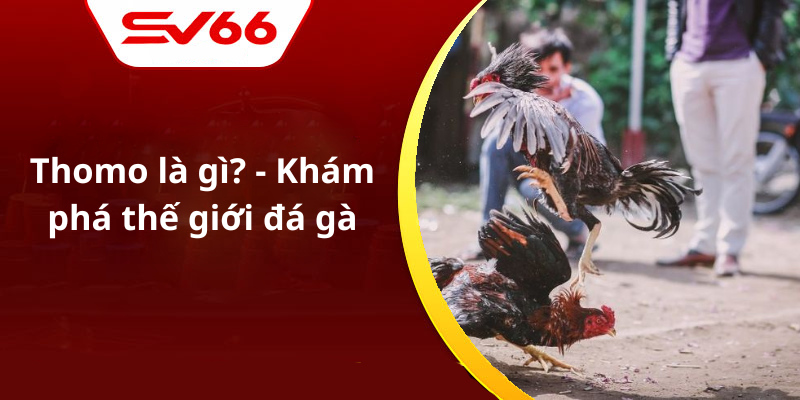 Thomo là gì - Khám phá thế giới đá gà