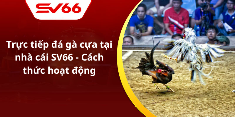 Trực tiếp đá gà cựa tại nhà cái SV66 - Cách thức hoạt động