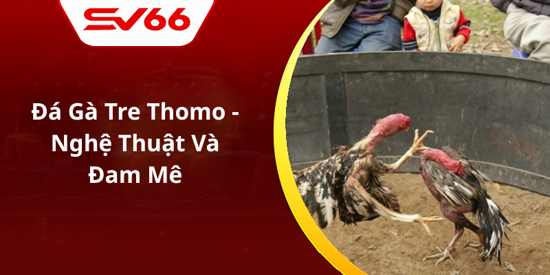 Đá Gà Tre Thomo - Nghệ Thuật Và Đam Mê