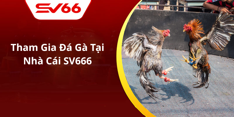Tham Gia Đá Gà Tại Nhà Cái SV666