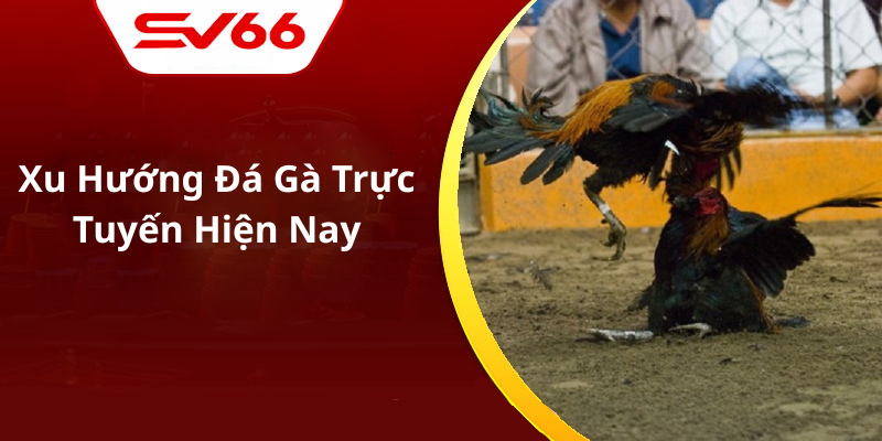 Xu Hướng Đá Gà Trực Tuyến Hiện Nay